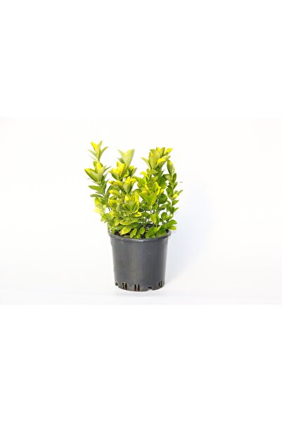 Tunç Botanik GOLD TAFLAN 20 ADET (3'LÜ DİKİM) - SARI ÇİT BİTKİSİ