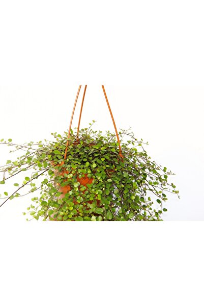 Tunç Botanik Avustralya Sarmaşığı 2 Adet - Hediyelik Askılı Saksıda