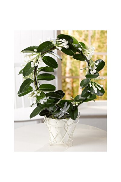 Tunç Botanik Madagaskar Yasemini – Stephanotis Floribunda