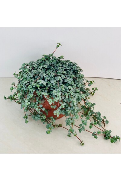 Tunç Botanik Pilea Glauca - Dostluk Çiçeği