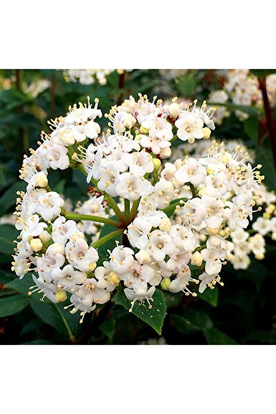 Tunç Botanik Kartopu Çiçekli Çit Bitkisi 5 Adet