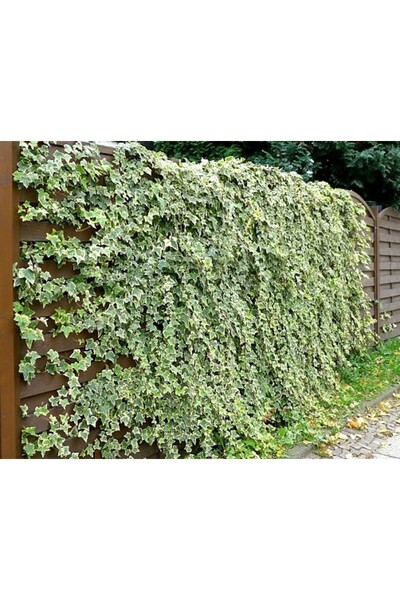 Tunç Botanik Hedera Sarmaşık - 1.5 Metre Sarılıcı Bitki
