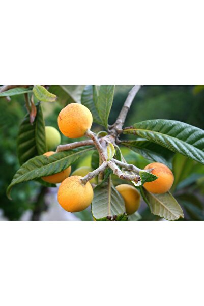 Tunç Botanik MALTA ERİĞİ - YENİ DÜNYA FİDANI ( Eriobotrya Japonica )