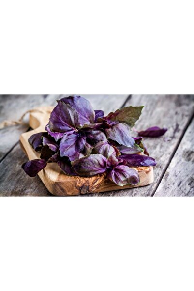 Tunç Botanik Saksıda Mor Reyhan Seti - Evde Reyhan Yetiştirin