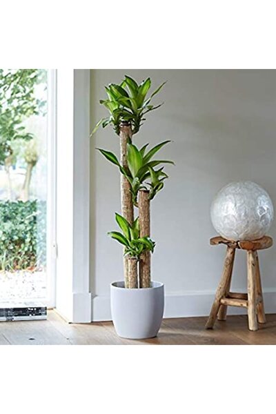 Tunç Botanik Dracena Massengena 3’lü 100-125 cm
