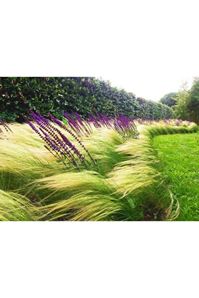 Tunç Botanik STİPA AT KUYRUĞU - OTSU YER ÖRTÜCÜ BİTKİ