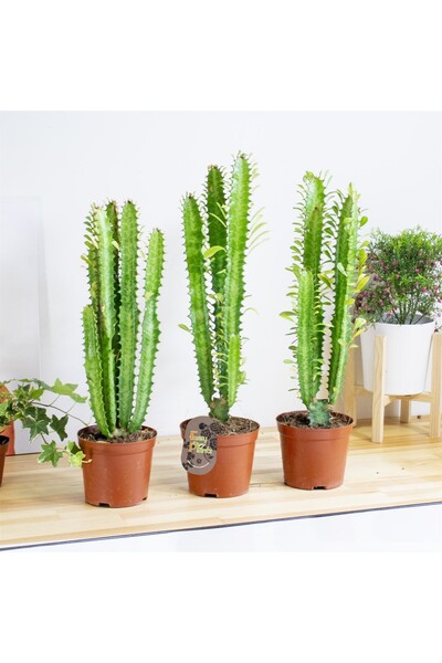 Tunç Botanik Süt Ağacı – Euphorbia Trigona