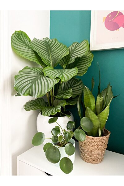 Tunç Botanik Calathea Orbifolia (Dua Çiçeği) 20-30 cm