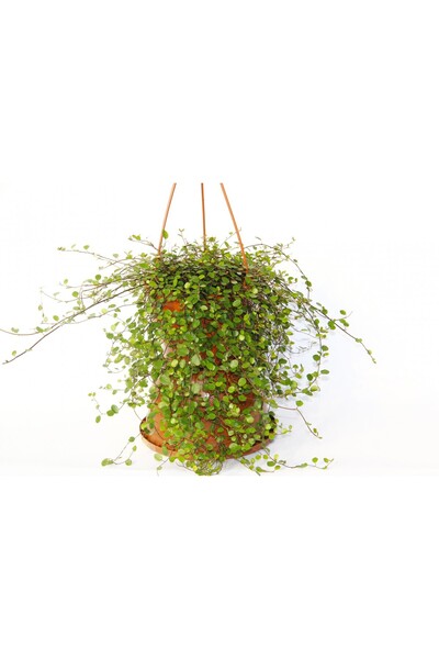 Tunç Botanik AVUSTRALYA SARMAŞIĞI - HEDİYELİK ASKILI SAKSIDA