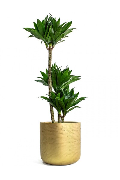 Tunç Botanik Draceana Compacta 3 Gövdeli