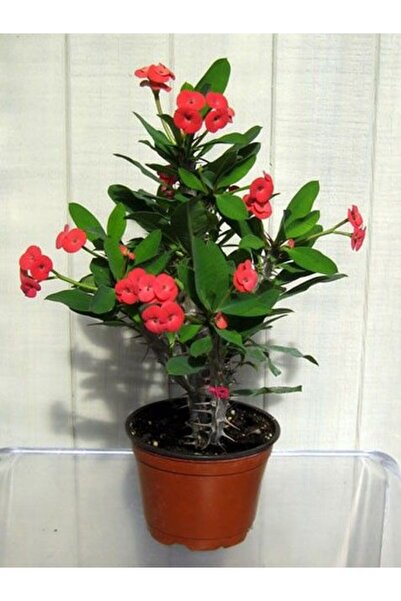 Tunç Botanik Dikenler Tacı - Euphorbia milii Kırmızı