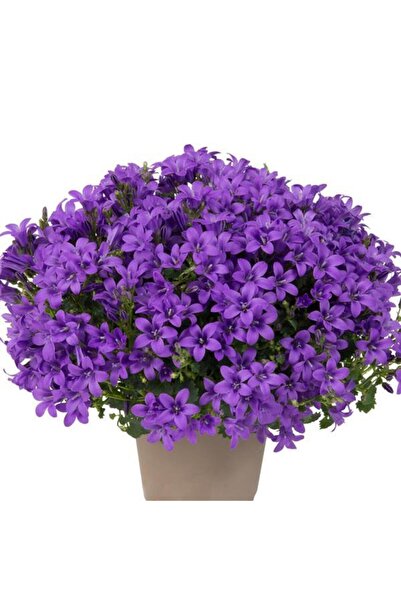 Tunç Botanik Maviş çiçeği – Campanula