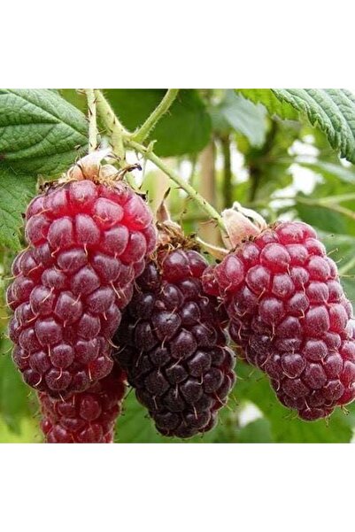 Tunç Botanik Ahududu Frambuaz Fidanı 2 Yaş Tüplü