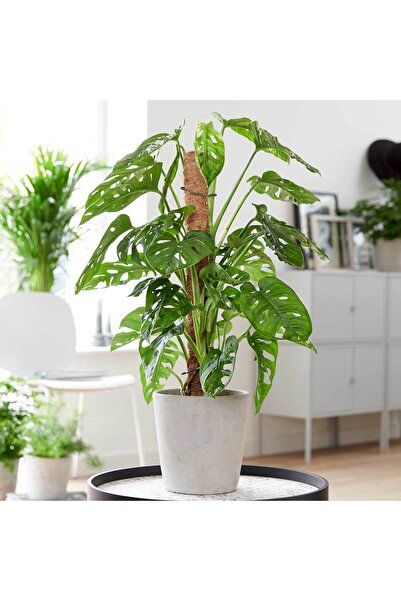 Tunç Botanik Delikli Monstera (monstera Adonsonii Monkey Mask) Sopalı