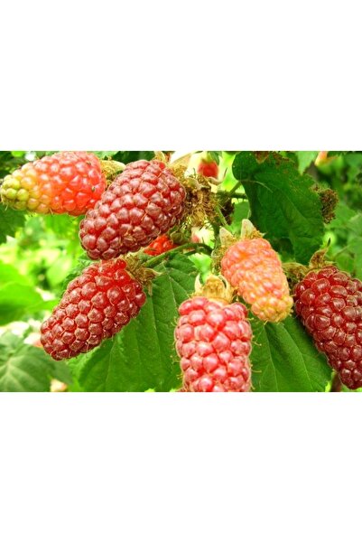 Tunç Botanik Ahududu Frambuaz Fidanı 2 Yaş Tüplü 2 Adet