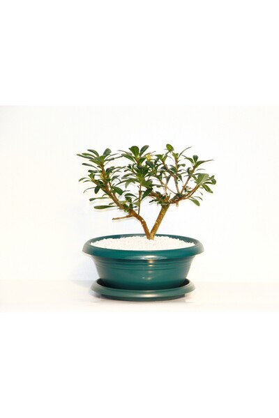 Tunç Botanik Bonsai Pitosporum Yıldız Çalısı - 7 Yaşında (YEŞİL SAKSI)
