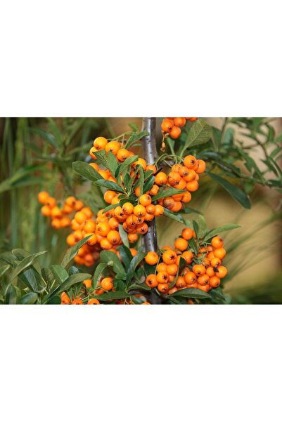 Tunç Botanik YALANCI(YABANİ) İĞDE FİDANI 5 ADET - HIPPOPHAE RHAMNOIDES