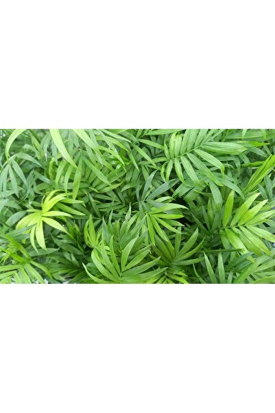 Tunç Botanik AREKA PALMİYESİ 20-25 cm - HEDİYELİK SALON OFİS BİTKİSİ