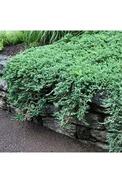 Tunç Botanik YAYILICI ARDIÇ FİDANI - YER ÖRTÜCÜ SÜS BİTKİSİ