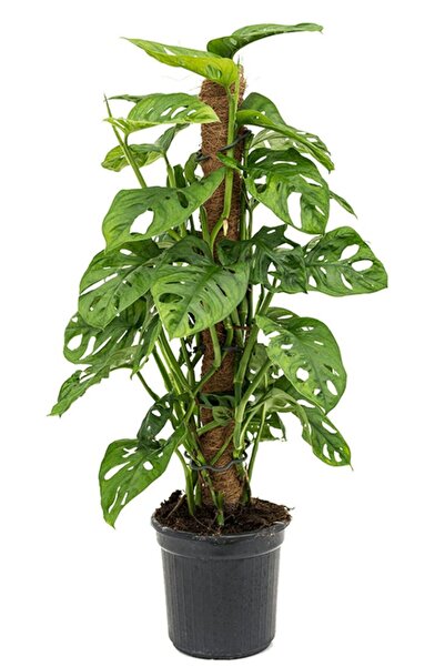 Tunç Botanik Delikli Monstera (monstera Adonsonii Monkey Mask) Sopalı