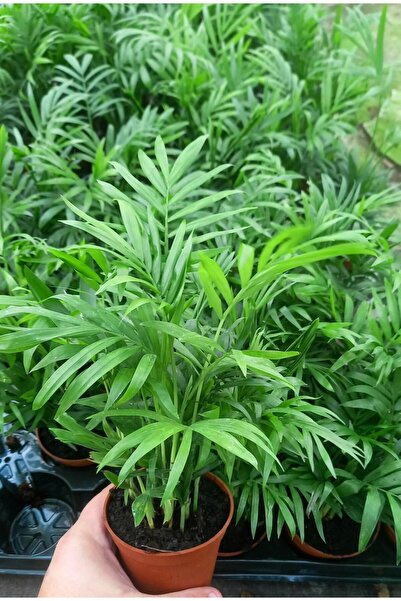 Tunç Botanik AREKA PALMİYESİ 20-25 cm - HEDİYELİK SALON OFİS BİTKİSİ