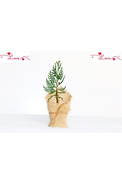 Tunç Botanik NİKAH ÇAMI 100 ADET - ÖZEL GÜN FİDANI (Mazı-Thuja Orientalis)
