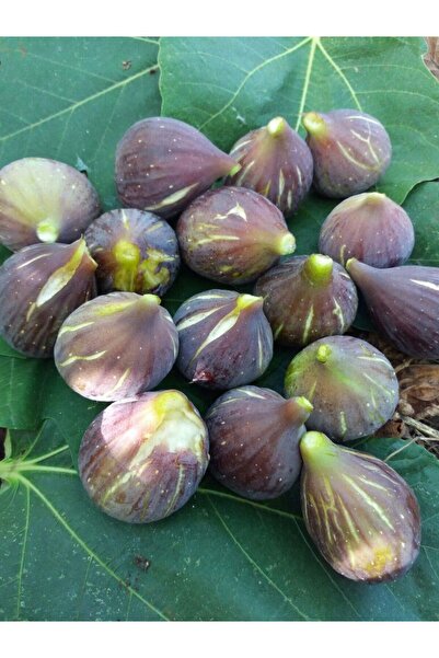 Tunç Botanik Patlıcan ( Siyah Orak) İncir Fidanı Tüplü 2 Adet