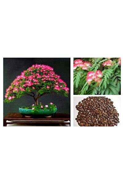 Tunç Botanik GÜLİBRİŞİM AĞACI TOHUMU 10 ADET ( BONSAİ TÜRÜ )