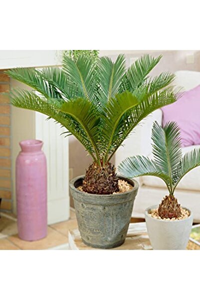 Tunç Botanik Sikas – Japon Sago Palmiyesi 30-40cm