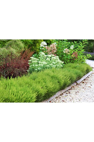 Tunç Botanik HANIMELİ ÇİT BİTKİSİ 5 ADET 'Lonicera Nitida'