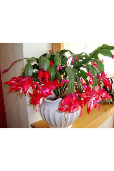 Tunç Botanik Yılbaşı Çiçeği – Schlumbergera