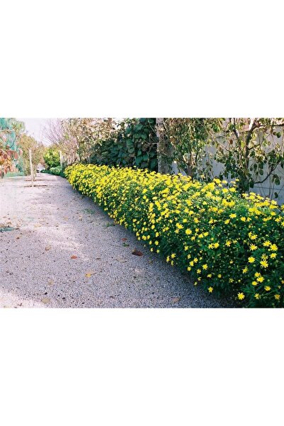 Tunç Botanik SARI PAPATYA EURYOPS - ÇOK YILLIK DIŞ MEKAN ÇİÇEĞİ