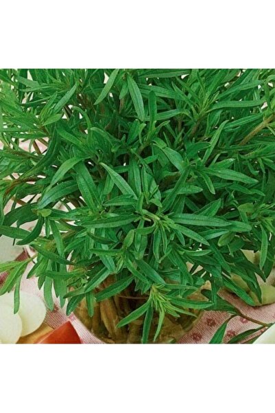 Köy Tohumları 100 Adet Tohum Yemlik Otu Tohumu Saksı Toprak Hediyemiz