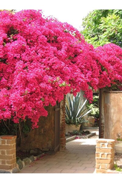 Tunç Botanik BEGONVİL ÇİÇEĞİ 3 ADET - SARILICI BİTKİ