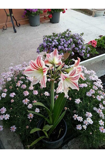 damla su çiçek Amaryllis(GÜZEL HATUN)çiçeği,sogani,1adet,kalibre (24-26)cm