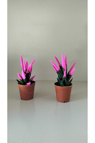 YSR HOME Kadife Kaplama Sukulent İkili Pembe 5.5 cm Saksıda Ev,Ofis,Salon Bitkisi