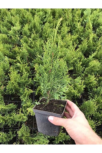 serada decor & plant Leylandi Çam Fidanı 10-30cm 30 ADET Tüplü Bahçe Bitkisi ...