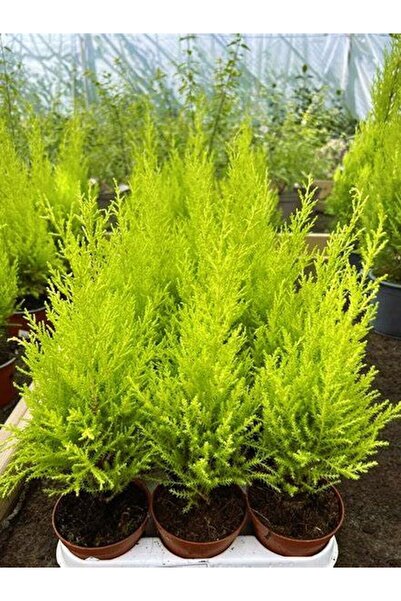 serada decor & plant Bahçelerin Vazgeçilmezi Limon Çamı Fidanı 20 Adet Tüplü ...