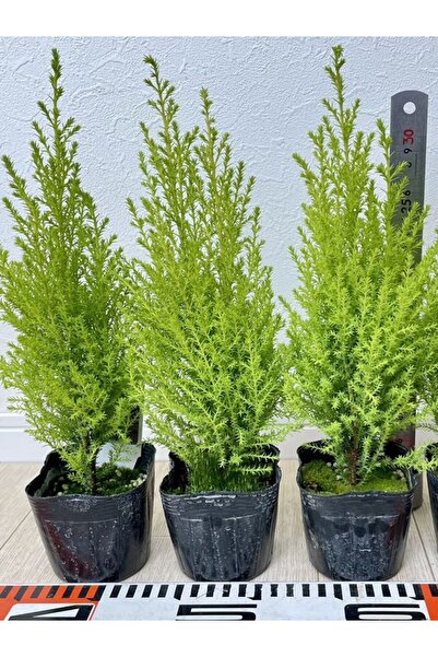 Nura Botanik Limoni Limon Çamı Fidanı 20 ADET Tüplü (15-25cm) Dış Mekan Bahçe...