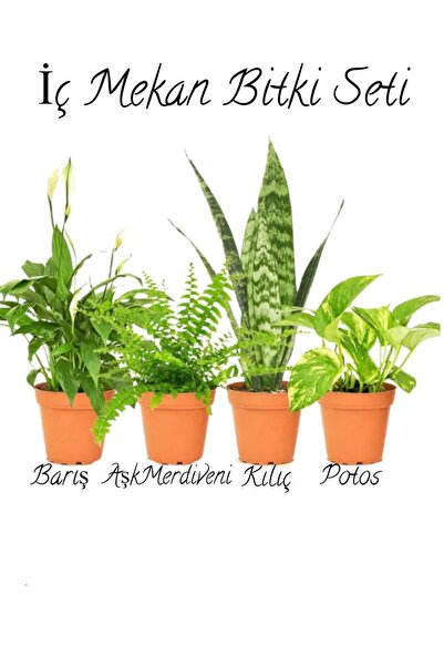 Bitkim Sende Barış Çiçeği (30-40cm)-Aşk Merdiveni-Yeşil Kılıç (20-40cm)-Potho...