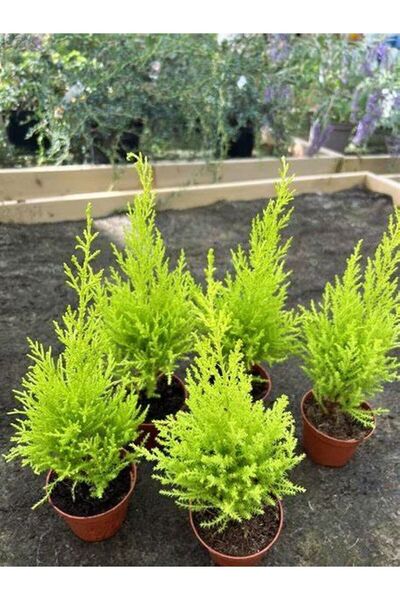 serada decor & plant Fomlu Canlı Limon Kokulu Limon Çamı Fidanı 30 ADET 15-20...