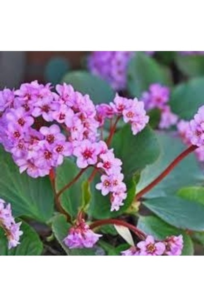 Tohumcumm 10 Adet Tohum Nadir Bulunan Pembe Kış Ortanca Çiçeği Tohumu Saksı T...