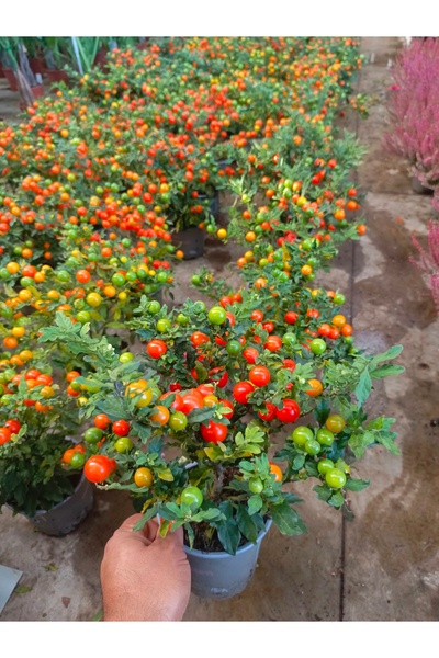 AYDOĞDU Saksıda Kudüs Kirazı Solanum 35/40 cm