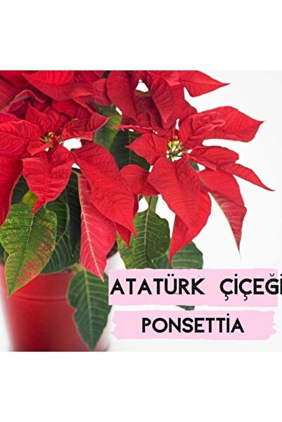 Köy Tohumları 10 Adet Tohum Nadir Kırmızı Atatürk Çiçeği Tohum Kırmızı Atamızın Sevdiği Çiçek Tohumu Hediye Tohum