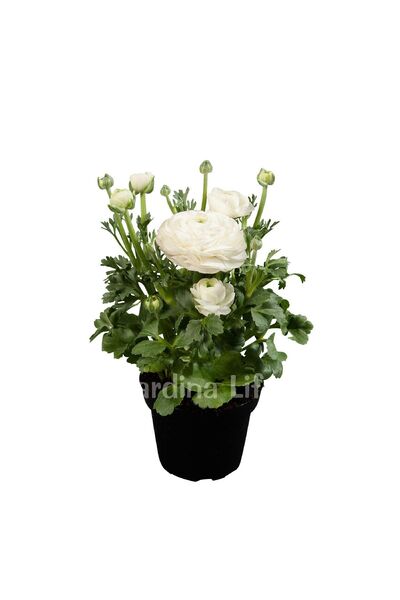Gardina Şakayık Çiçeği Fidesi White ( Ranunculus ) 10 Adet