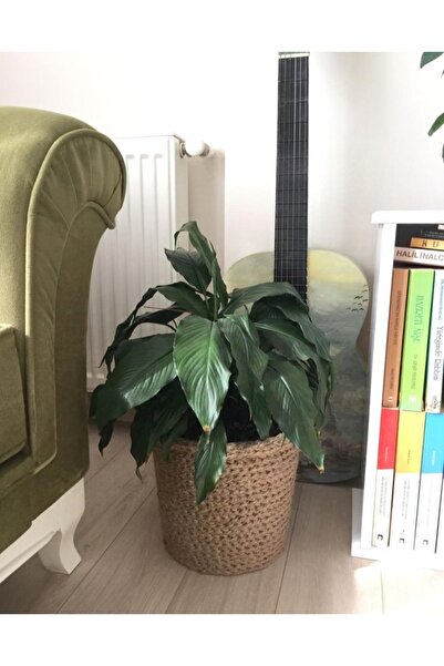 bayram taşcıoğlu home desing Dikilebilir Hasır Görünümlü Saksı, Saksılık, Hed...