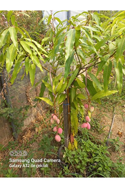 ERVA PEYSAJ Tüplü Mango Fidanı 50-60 Cm
