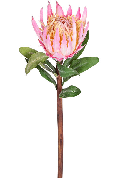 Herdekora Yapay Protea Çiçeği Pembe 60 Cm.