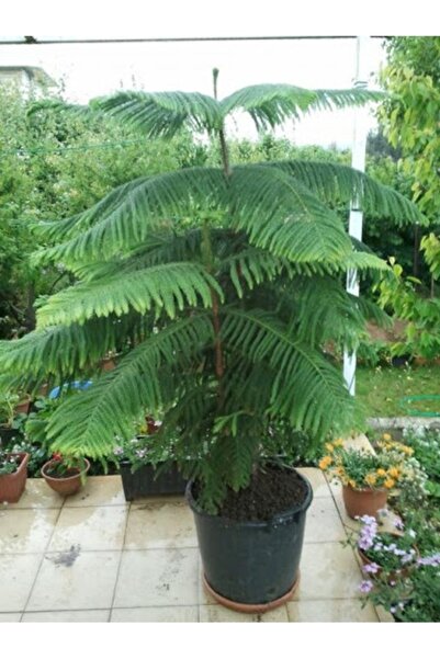 Köy Tohumları 15 Adet Tohum Nadir Bodur Bonsai Mavi Akçaağaç Tohumu Akça Ağaç...