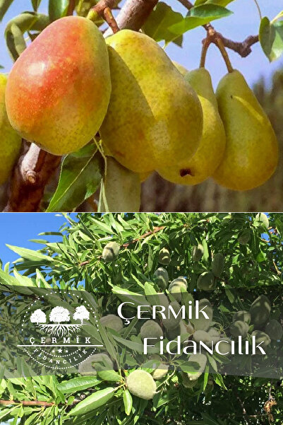 ÇERMİK FİDANCILIK 2 Çeşit Karışık Meyve Fidanı Santa Maria Armut Ve Badem